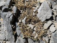 While you're scrambling up Devil's Castle, be sure to grab a handful of thorns from plants like this one.