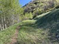 Trail 151 follows a Civilian Conservation Corps trench once you drop into the Grove Creek drainage. The primary (unnamed) trail loses elevation faster and is more direct to Indian Springs.