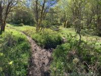 Trails merge. Left is 048 (Grove Creek) and right is a shortcut up to 151 (Chris Flat).