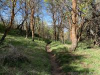 Maples in upper Grove Creek