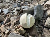 Some fungus that looks like bread