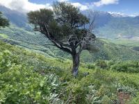 Mountain Mahogany tree with Cascade Mountain in the background
