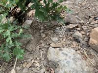 A small rattlesnake. This fellow would have fit in my open hand. I did not try this.