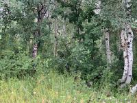 Hard to see, but we found a flock of turkeys, maybe 4 or 5 of them.