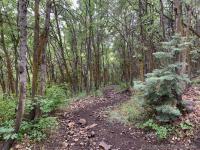 The trail in lower Dry Canyon.