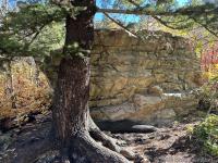 Trees can move rocks, if they really want to