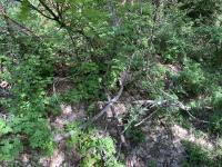the trail under Little Mountain peak