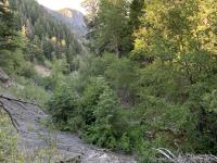 Looking downstream of the left fork of Grove Creek