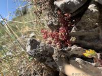 High desert succulents