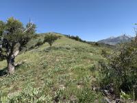Mahogany Mountain ridge with Box Elder Peak on the right (with the strip of snow)