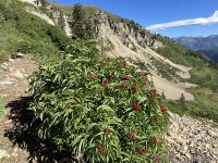 Maybe red elderberries