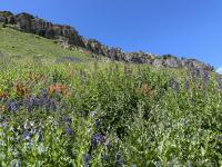 A good water year means late blooms