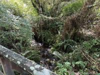 Alamere Creek crossing