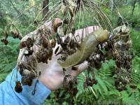 Lots of banana slugs