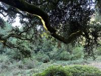 Morning at Glen camp