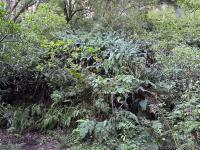 A bend in the trail north of Glen camp