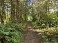 On the Woodward Valley Trail just after the fork from Sky Trail