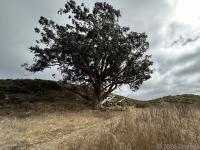 A eucalyptus tree at Coast camp