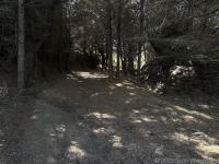 South of Alamere Creek the trail gets shady again